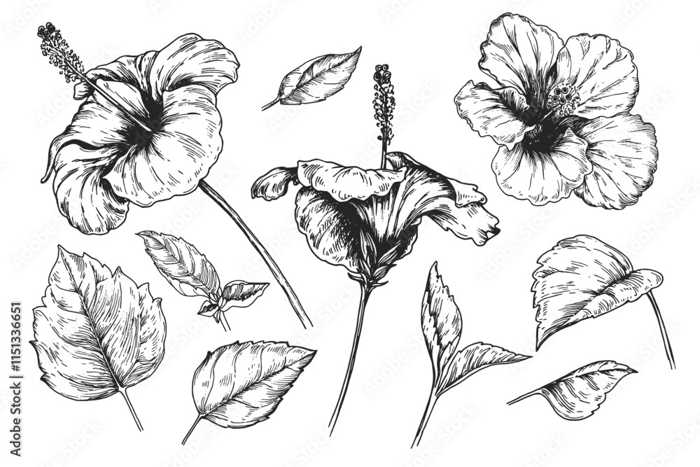 Hibiscus flower set sketch ink graphic illustration, draft silhouette drawing, black on white line art. Botanical vintage etching design.