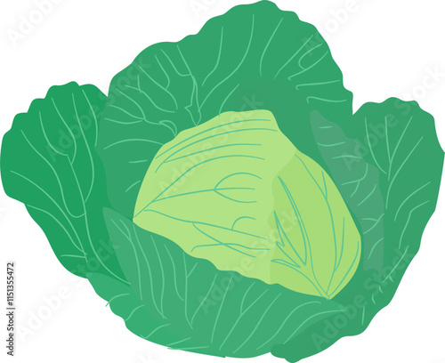 cabbage isolated on white background