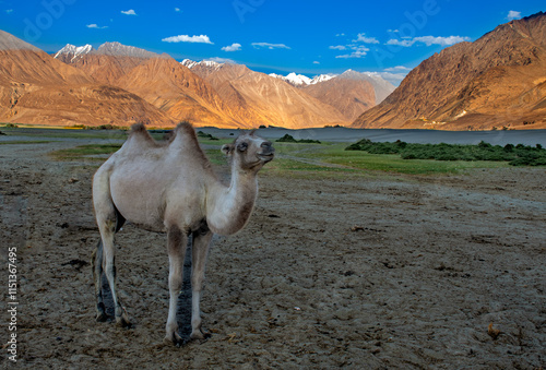 Double hump camel at Numbra Valley desert, Ladakh photo