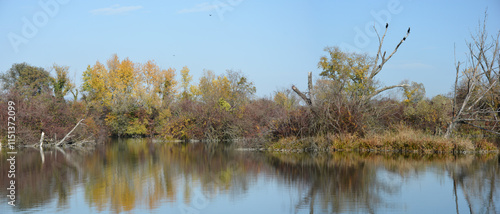Foto Several cormorants perch on the bare branches of a dead tree in a wetland enviro