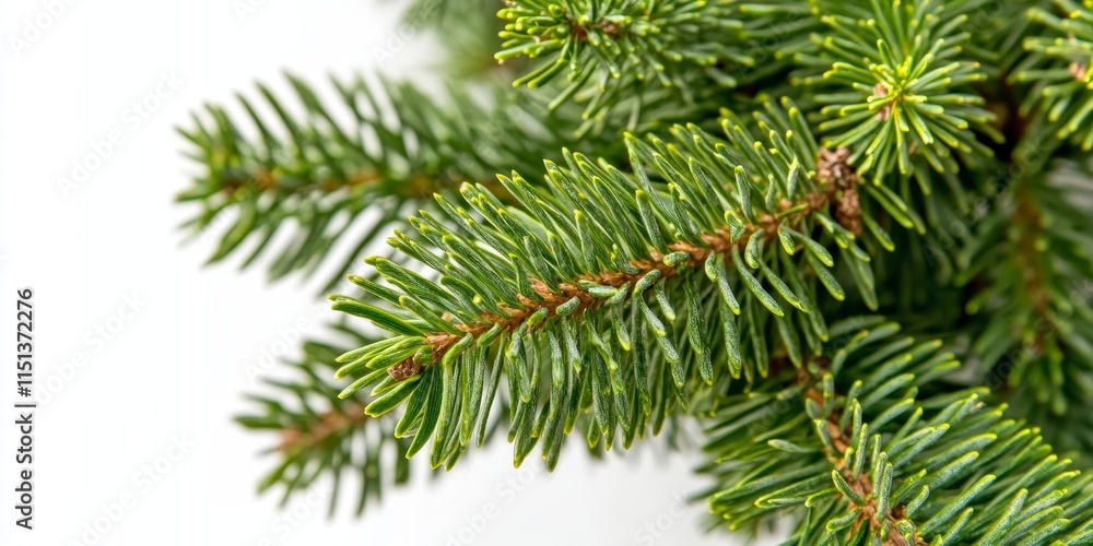 Fototapeta premium Close up of a fir tree branch isolated on a white background, highlighting the unique features of the fir tree and its natural beauty in detail. The fir tree showcases its vibrant greenery and