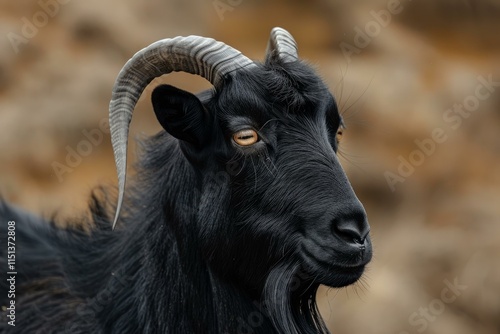 Close up of a black goat showing its powerful horns and intense gaze, blending seamlessly with its natural environment photo