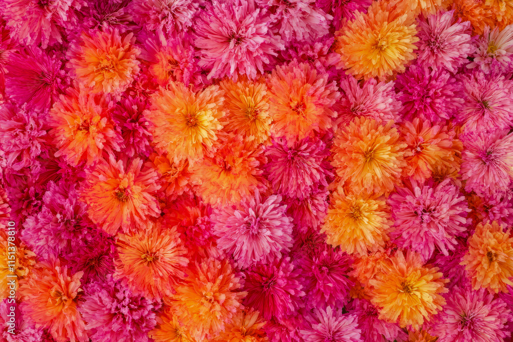 Bright and vibrant array of colorful chrysanthemums in full bloom Bright and vibrant array of colorful chrysanthemums in full bloom