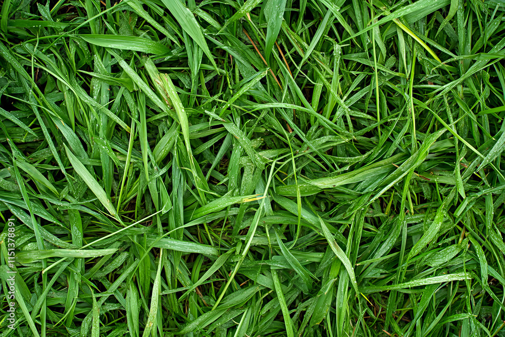 Vibrant green grass with dew drops creating a fresh natural texture