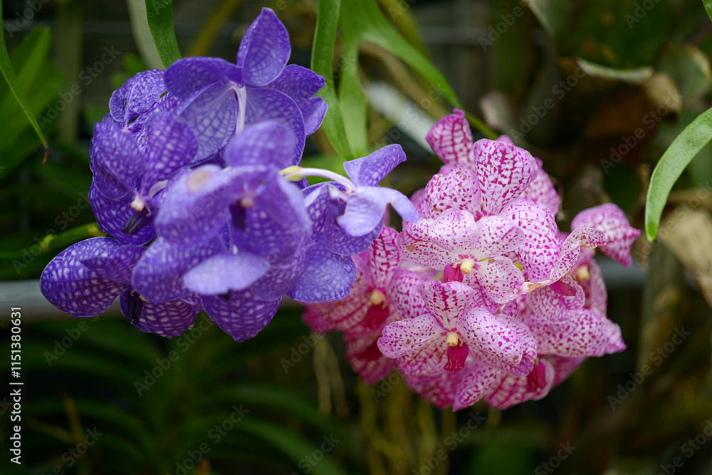 パンダ ランの花 パンダ ランの花