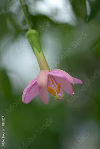 Wallpaper Mural パッシフロラ・マシューシー Torontodigital.ca