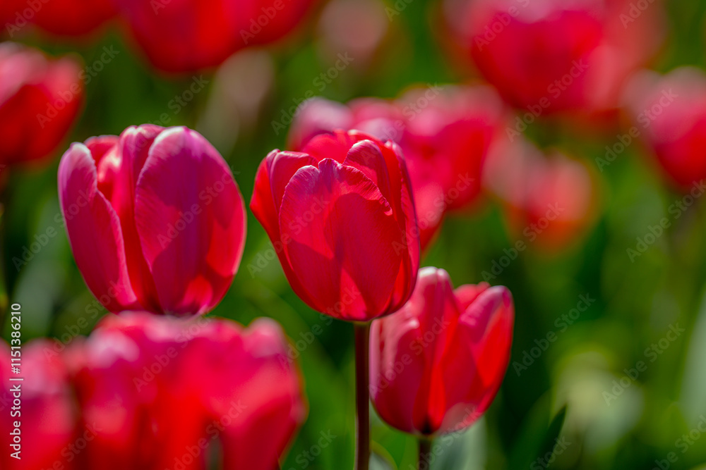 Blossom spring flowers tulips. Spring background for Easter or Valentines Day. Beautiful bouquet of tulips in spring with blurred background. Spring design.
