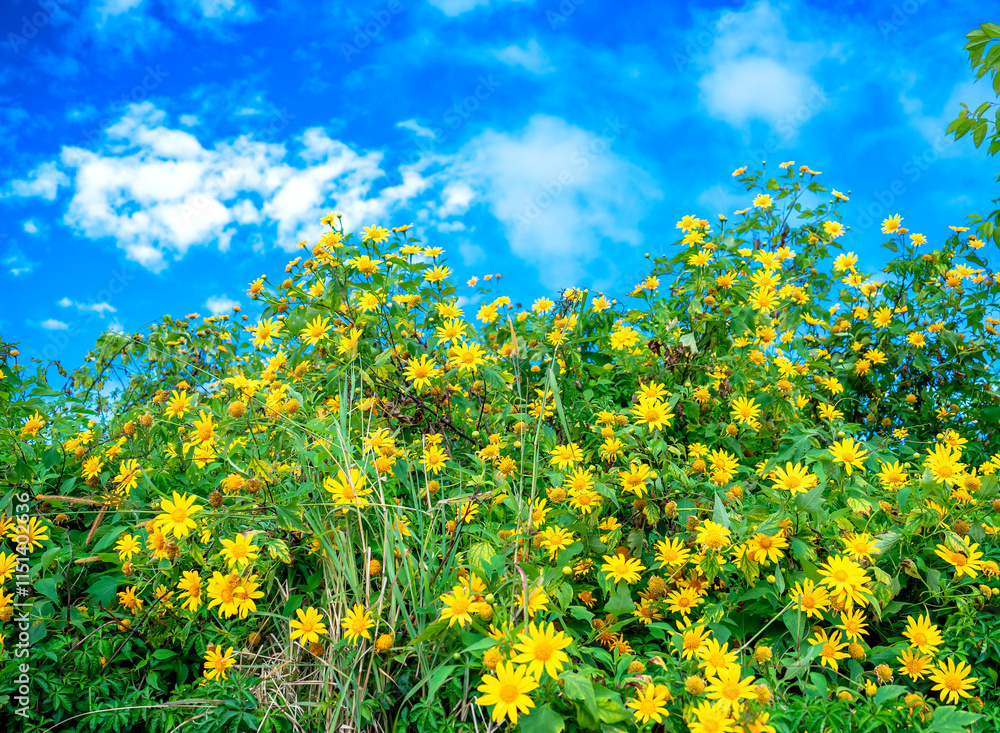 Obraz premium Blooming Tree marigold, Mexican sunflower, Japanese sunflower or wild sunflowers (Helianthus tuberosus). Macro close up of tall flowers isolated on blue sky.