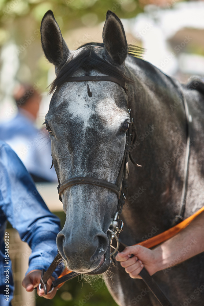 Race horse head detail. Purebred in the paddock hippodrome. Turf