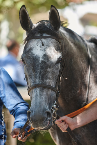 Obraz na płótnie Race horse head detail. Purebred in the paddock hippodrome. Turf w salonie