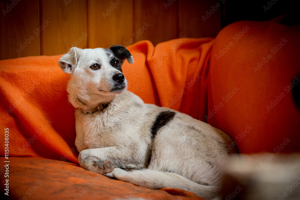 Dog with sad eyes in shelter for adoption Dog with sad eyes in shelter for adoption