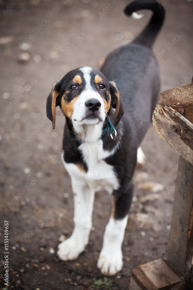 Dog with sad eyes in shelter for adoption Dog with sad eyes in shelter for adoption