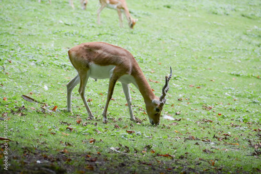 Antilope cervicapre
