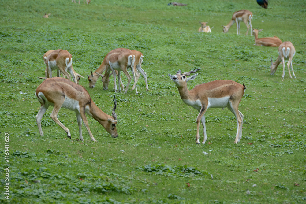 Antilope cervicapre