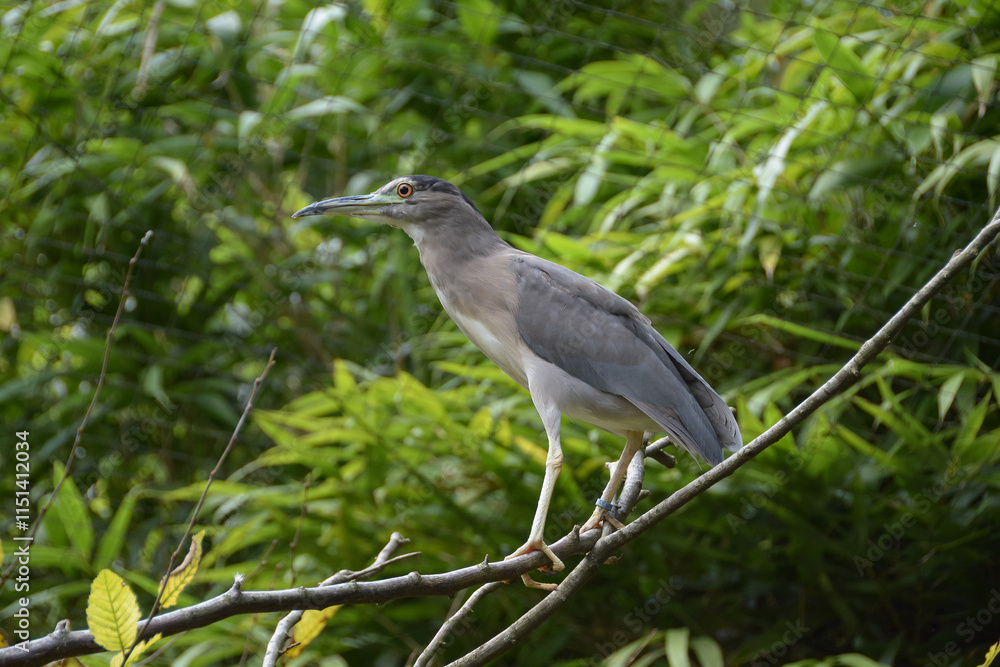 Grue de paradis