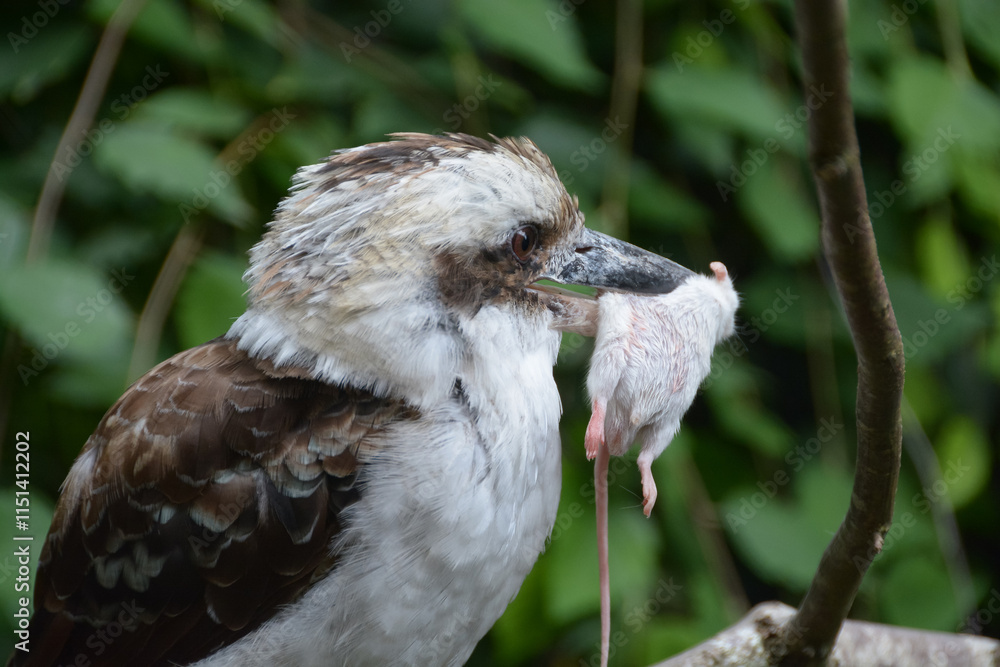 Kookaburra rieur