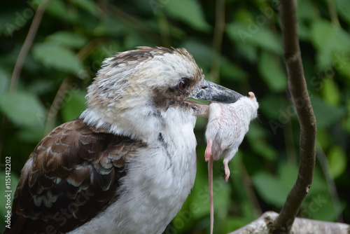 Obraz na płótnie Kookaburra rieur w salonie