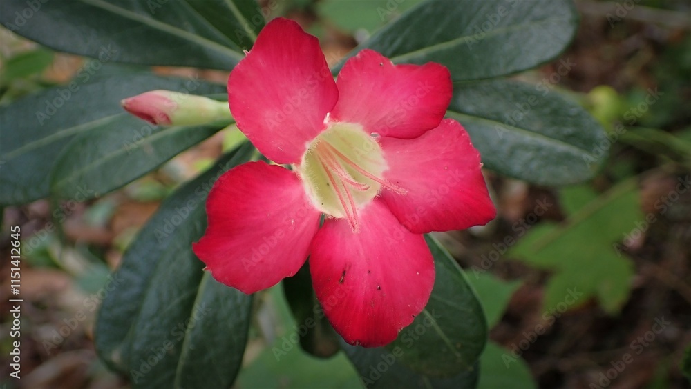 Adenium obesum is grown as a houseplant in temperate and tropical regions. Numerous hybrids have been developed. Adeniums are appreciated for their colorful flowers and unusual thick caudices. Adenium obesum is grown as a houseplant in temperate and tropical regions. Numerous hybrids have been developed. Adeniums are appreciated for their colorful flowers and unusual thick caudices.