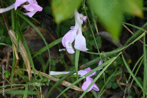 Barleria cristata flower. Its other names  Philippine violet, bluebell barleria and  crested Philippine violet. This is a plant species in the family Acanthaceae.  photo