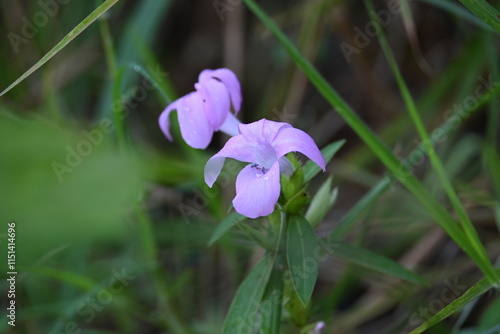 Barleria cristata flower. Its other names  Philippine violet, bluebell barleria and  crested Philippine violet. This is a plant species in the family Acanthaceae.  photo