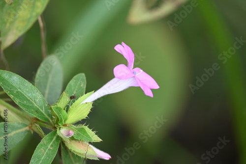 Barleria cristata flower. Its other names  Philippine violet, bluebell barleria and  crested Philippine violet. This is a plant species in the family Acanthaceae. 