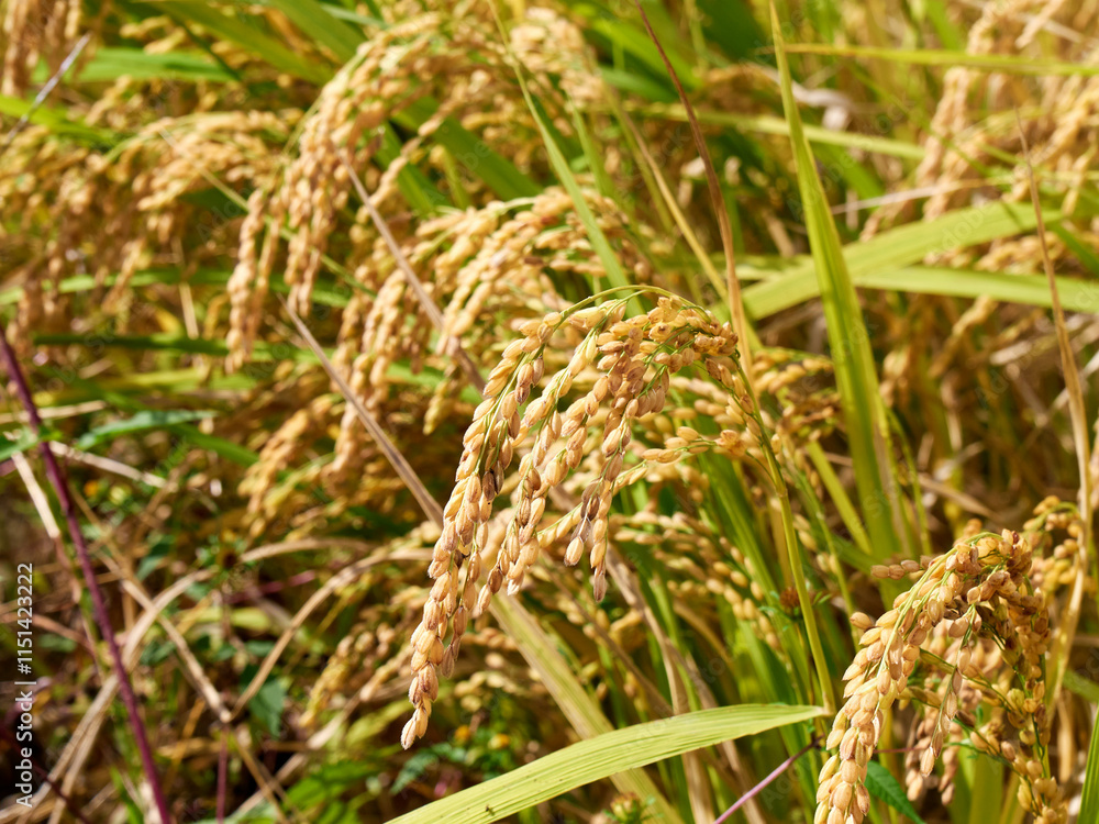 Ripened rice fields turned golden yellow during harvest season Ripened rice fields turned golden yellow during harvest season