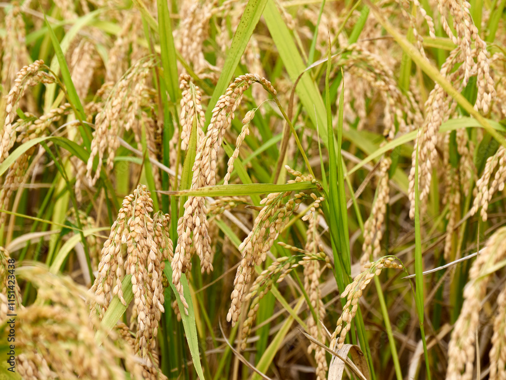 Ripened rice fields turned golden yellow during harvest season Ripened rice fields turned golden yellow during harvest season