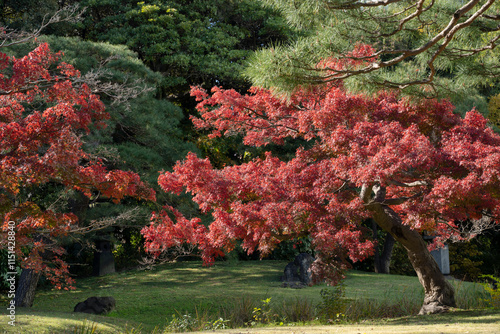 Japan, Tokyo, Hamarikyu Garden in momiji season. photo