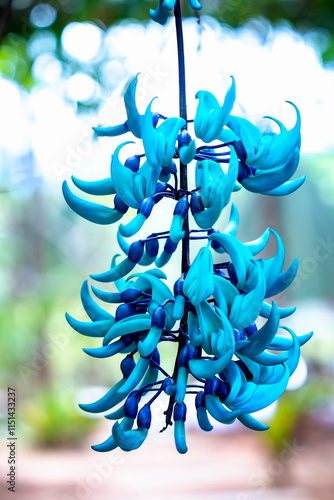 Strongylodon macrobotrys Jade Vine bloom as beautiful tiger nails in the garden. They come from the Philippines, which are vase-shaped flowers for decoration on the porch photo