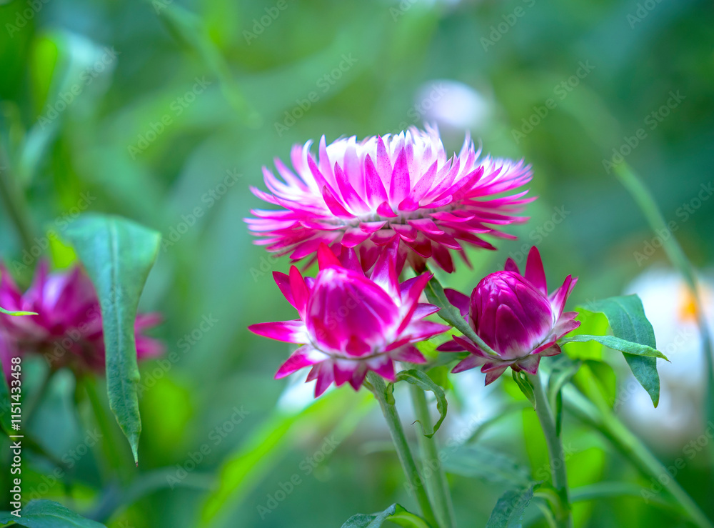 Obraz premium Beautiful Strawflower in the garden.