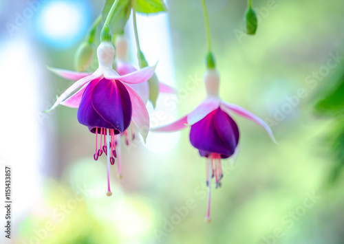 White and purple fuschia flower blooming in the garden photo