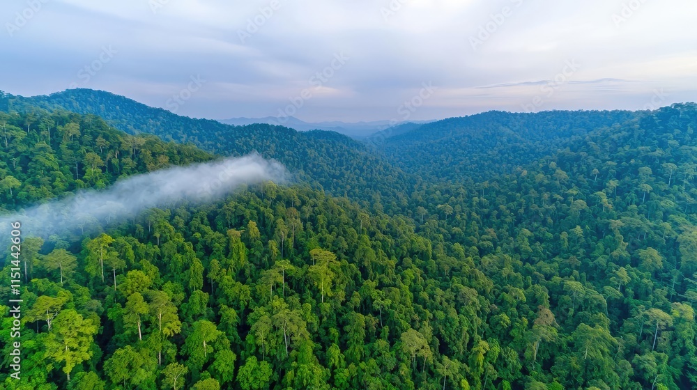 Aerial View forest idea. Aerial view of lush green forest mountains with mist in the atmosphere. Aerial View forest idea. Aerial view of lush green forest mountains with mist in the atmosphere.