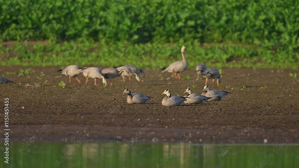 A peaceful scene of several Bar headed Geese foraging along the edge of a tranquil water body.
