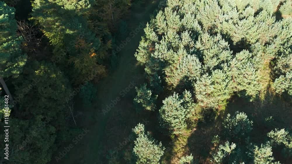 An aerial view captures a dense pine forest, with sunlight creating dynamic shadows. A narrow path winds through the vibrant greenery, showcasing the pristine beauty of nature An aerial view captures a dense pine forest, with sunlight creating dynamic shadows. A narrow path winds through the vibrant greenery, showcasing the pristine beauty of nature