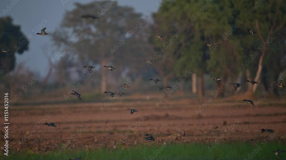 Flock of Ducks flying over Wetland in Morning Flock of Ducks flying over Wetland in Morning