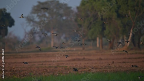 Flock of Ducks flying over Wetland in Morning