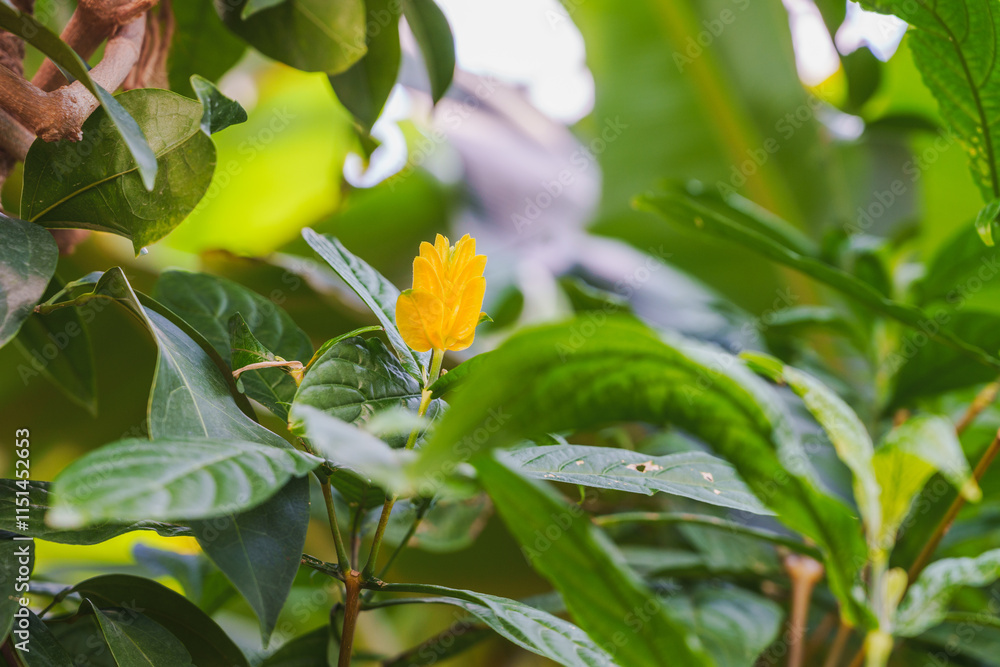 Obraz premium Close-up photo of a golden flower (Pachystachys lutea) in bloom
