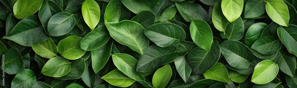 Obraz premium Tropical frame concept. A lush arrangement of vibrant green leaves creating a natural backdrop.