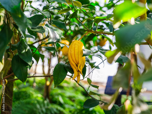 Close-up of yellow fruit (Citrus medica var. sarcodactylis) resembling Buddha's hand on a tree.