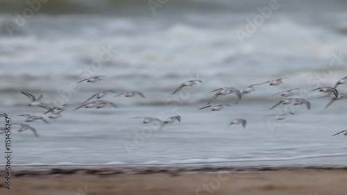 Sanderlings in flight along windy Dutch coastline, telephoto tracking photo