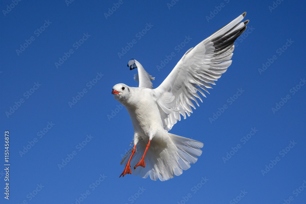 Fototapeta premium Black headed Gull in flight