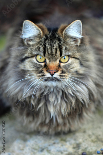 Portrait of cute street cats