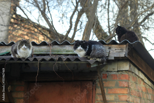Canvas Print Portrait of cute street cats