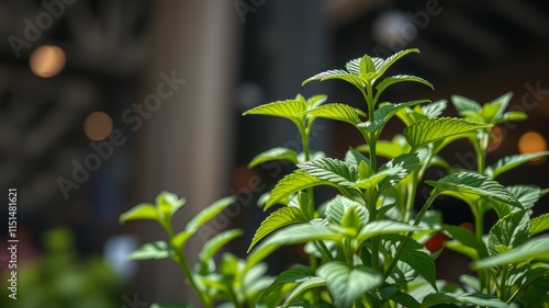 Close-up Stevia Leaves, Daylight Indoor, High Detail, Bright Colors, Natural Light photo