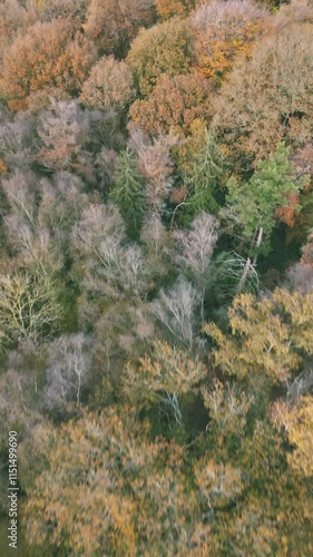 Aerial vertical footage of the dense autumn vegetation in the countryside of Tonbridge town, England photo