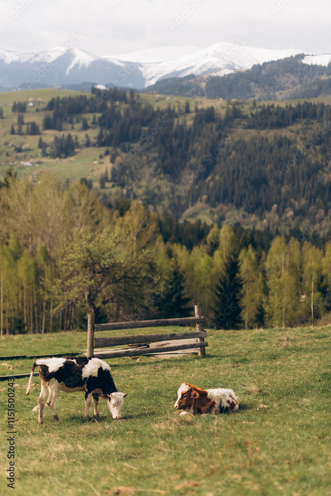 Fototapeta premium Two young calves in a mountain pasture with snowy peaks in the background.