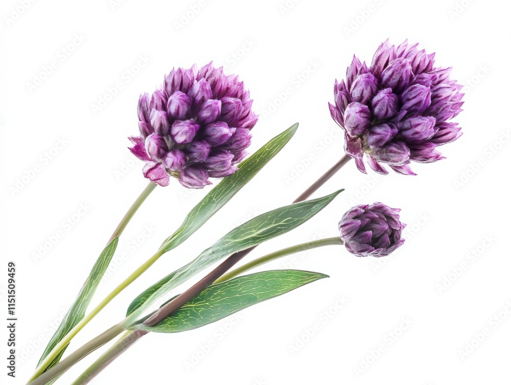 Obraz premium Three purple allium flowers with leaves on white background