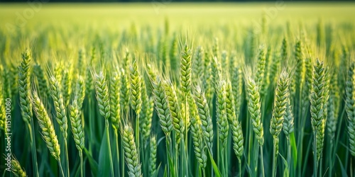 Vibrant green wheat field showcasing young ears of green wheat flourishing in spring, highlighting the beauty and vitality of a green wheat field during this thriving season. photo