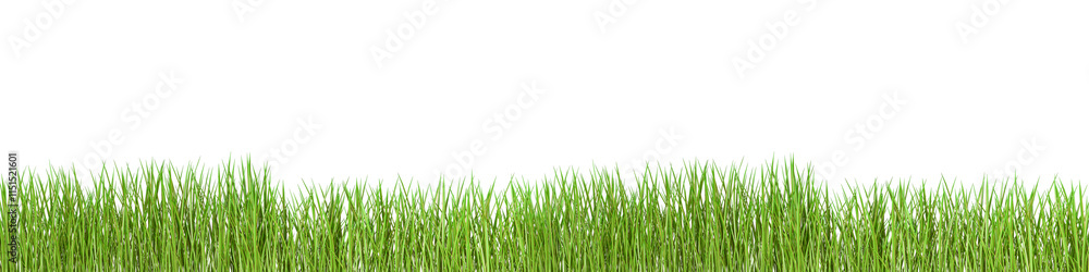 green grass isolated on white background green grass isolated on white background