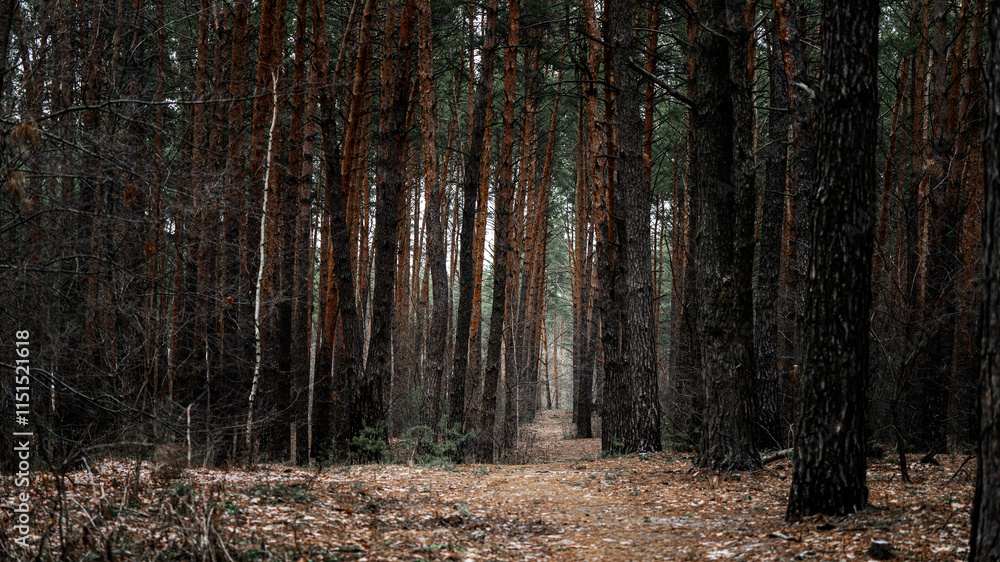 Fototapeta premium Portal to another world in a pine forest